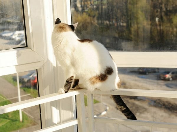high rise syndrome in cats - high rise condo cat syndrome