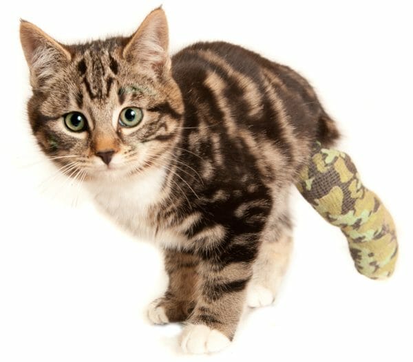 high rise syndrome in cats pdf - high rise syndrome in cats symptoms