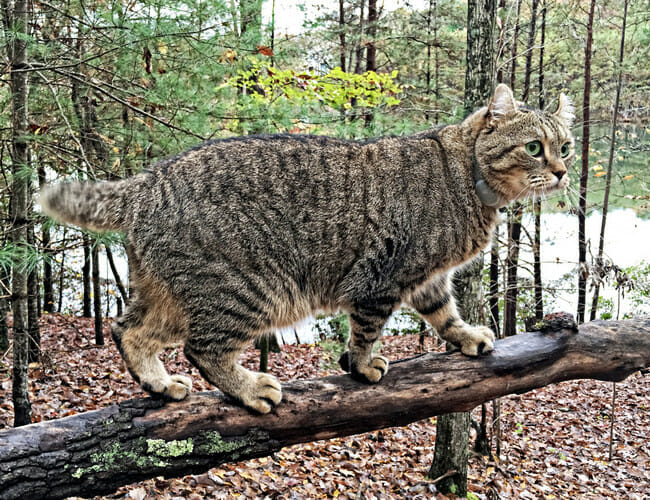 highlander cat - full grown highland lynx cat