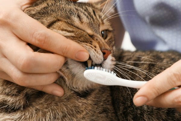 how many teeth do cats have - cat teeth diagram