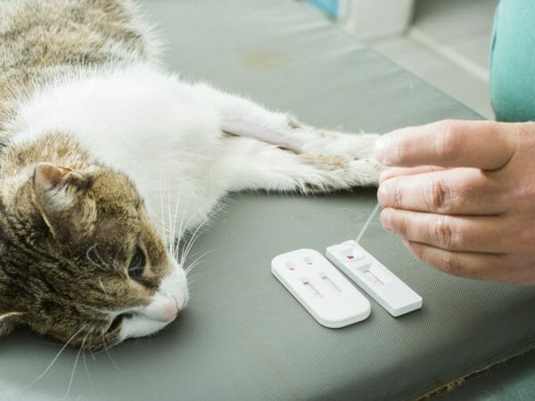 hyperthyroidism in cats - late stage hyperthyroidism in cats