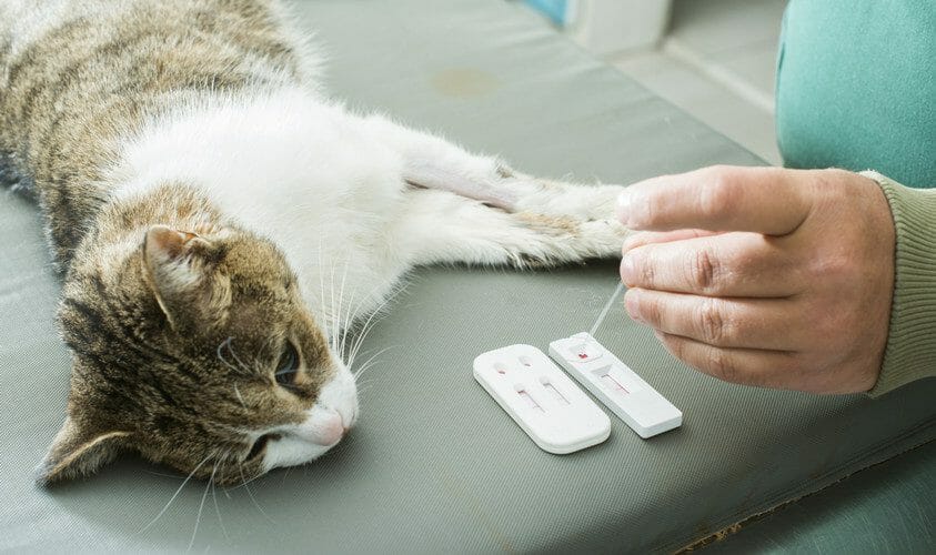 hyperthyroidism in cats - late stage hyperthyroidism in cats