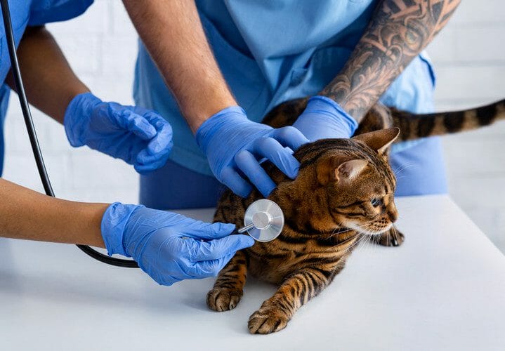 hypertrophic cardiomyopathy in cats - hypertrophic cardiomyopathy in cats symptoms