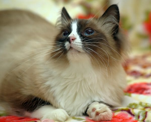 hypoallergenic balinese cat