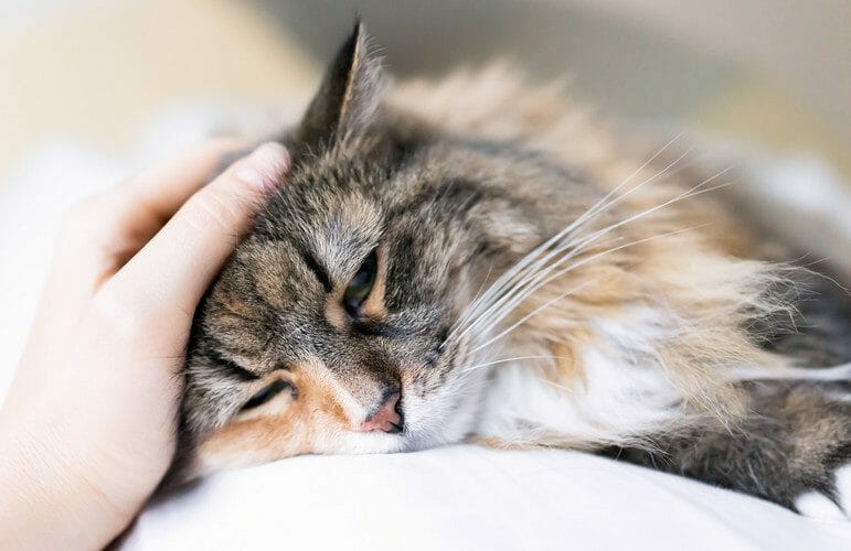 hypothyroidism in cats - cat hypothyroidism