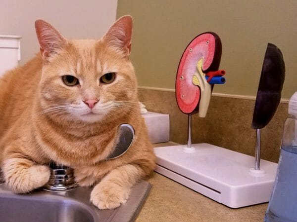 kidney disease in cats - cat kidney failure treatment