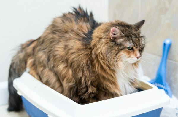 kidney failure in cats - signs of kidney disease in cats