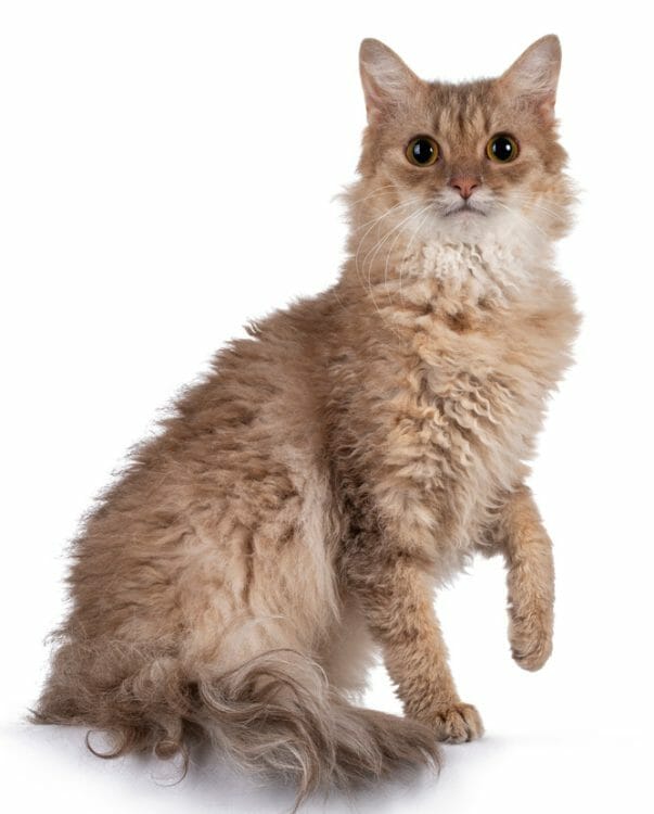 laperm cat breed - laperm cat characteristics