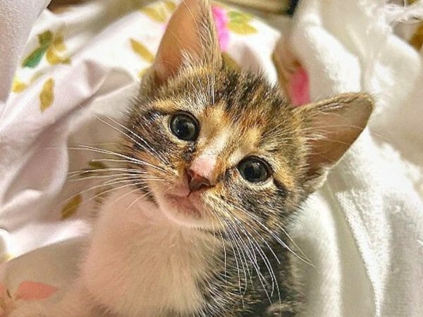 luna calico cute cat winner may 2023