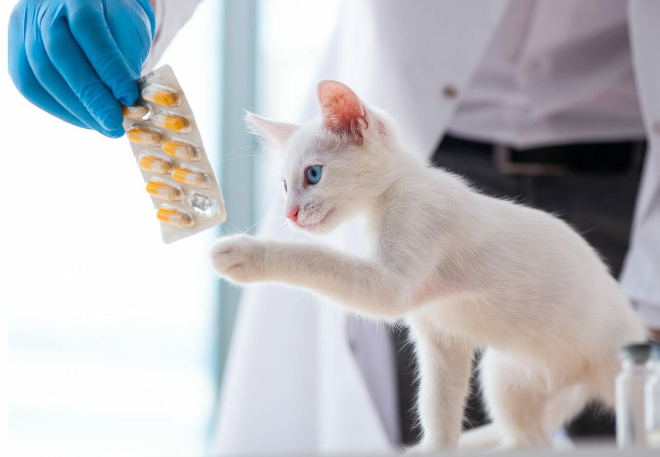 Cancer in Cats Symptoms, Types, Treatment, Prognosis & Supplements