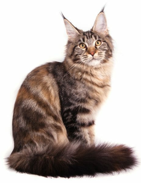 maine coon - maine coon cat - popular cat breed