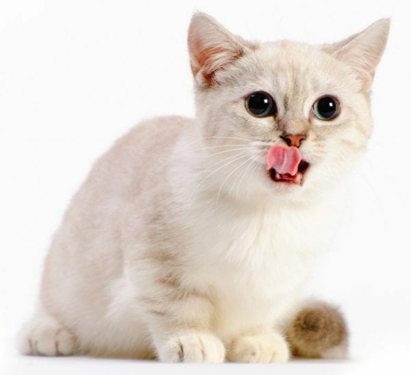 munchkin kittens - adopt munchkin cat