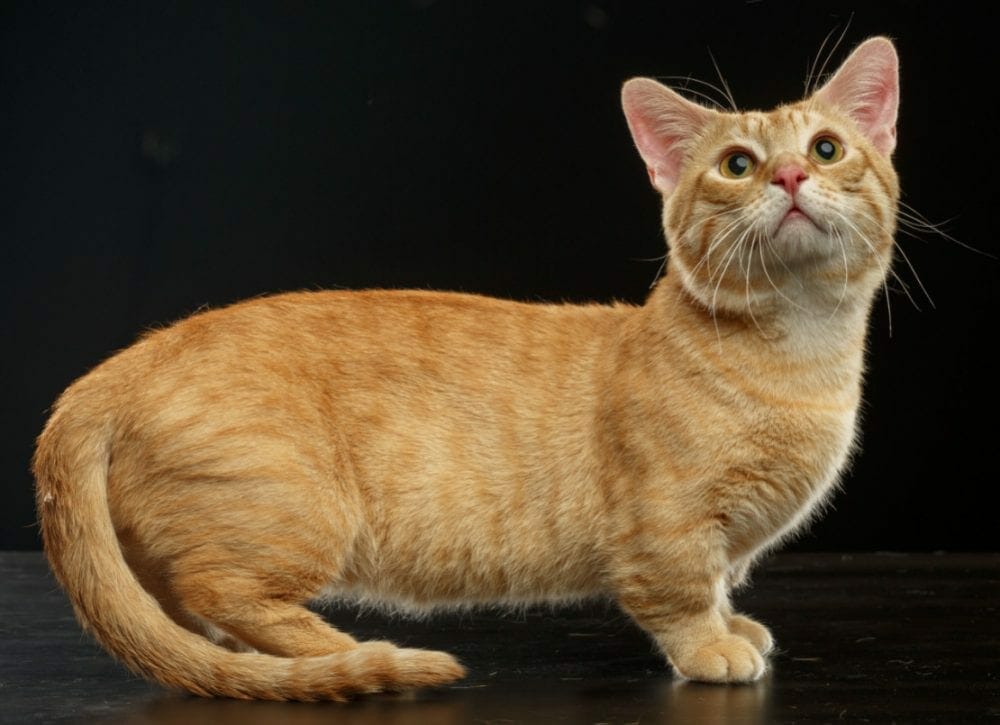 munchkin cats - cat munchkin