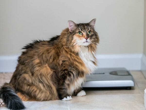 obese cat - feline obesity