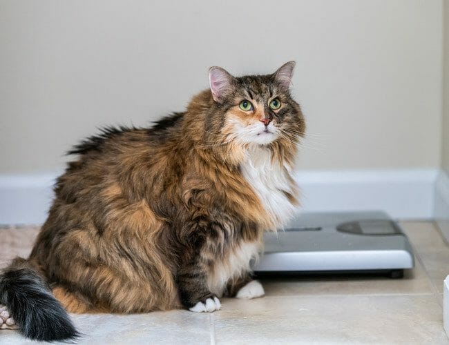 obese cat - feline obesity
