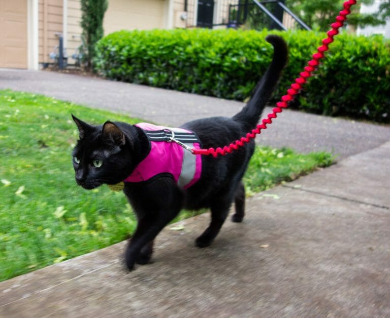 black obese cat