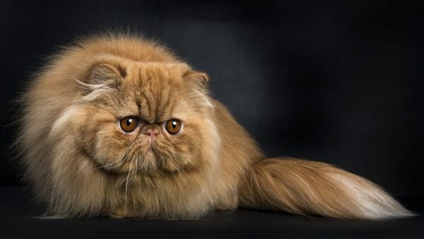 orange ginger persian cats