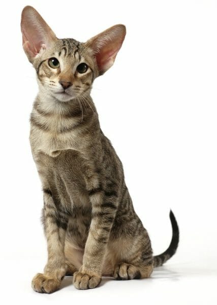 oriental shorthair cat - oriental shorthairs