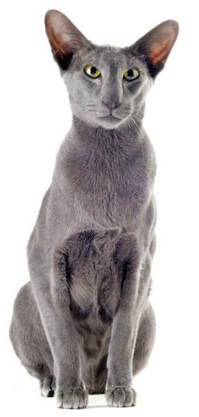oriental shorthair cat - oriental cat