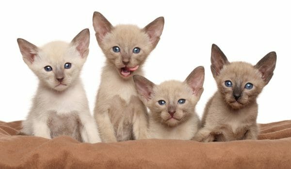 oriental shorthair kitten - oriental shorthair kittens