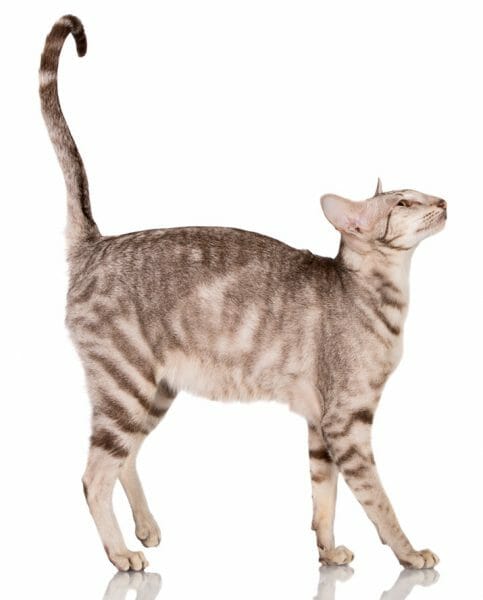 oriental shorthair personality - oriental shorthair hypoallergenic cats