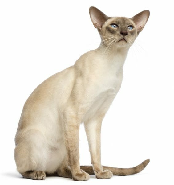 oriental shorthair price - siamese cat oriental shorthair