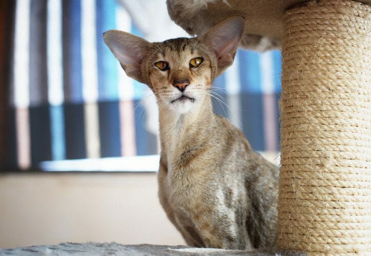 oriental shorthair - oriental shorthair cats