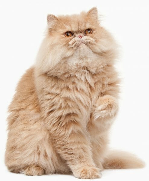 persian cat - persian cats