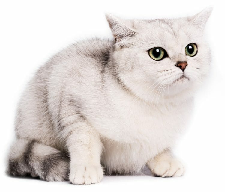 persian chinchilla cat - chinchilla cat breed