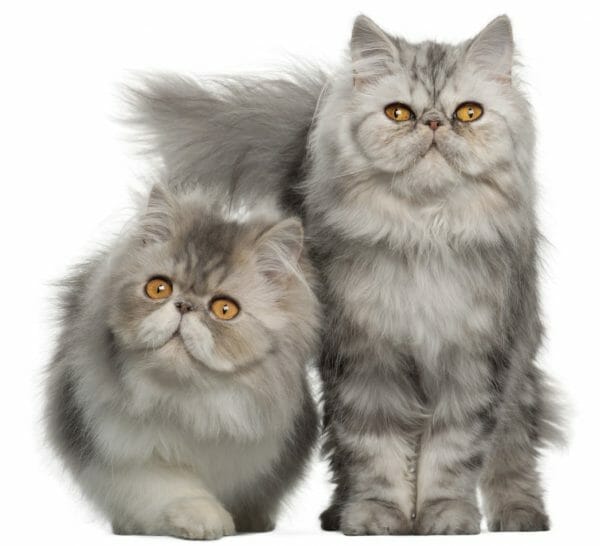 persian kittens