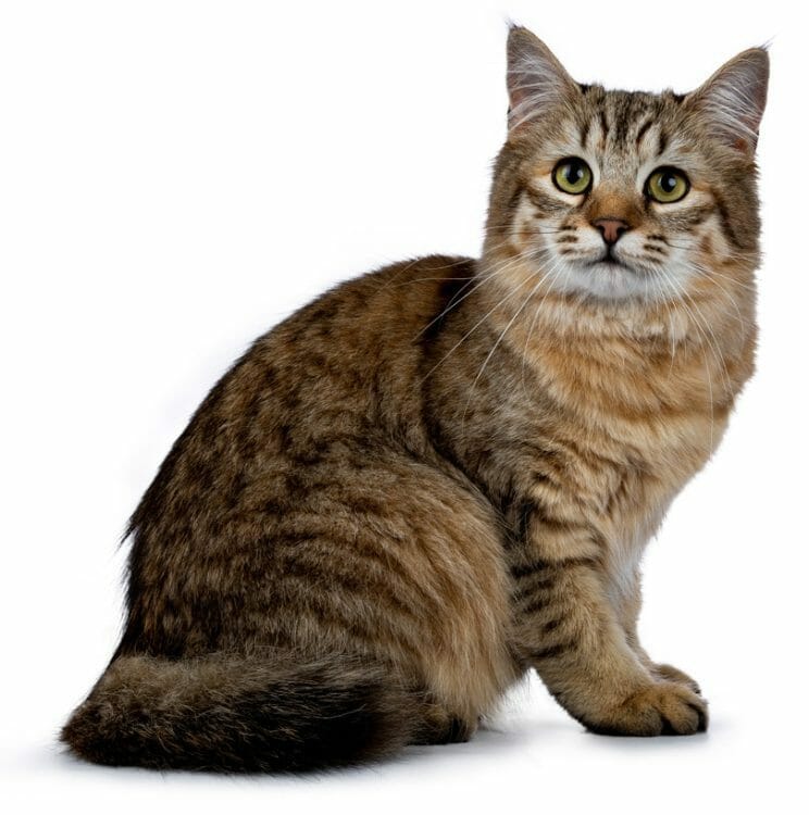 pixie bob cat price - pixie bob cat size - pixiebob