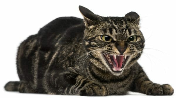 rabies symptoms in cats - signs of rabies in cats