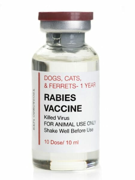 rabies vaccine for cats - how often do cats need rabies shots