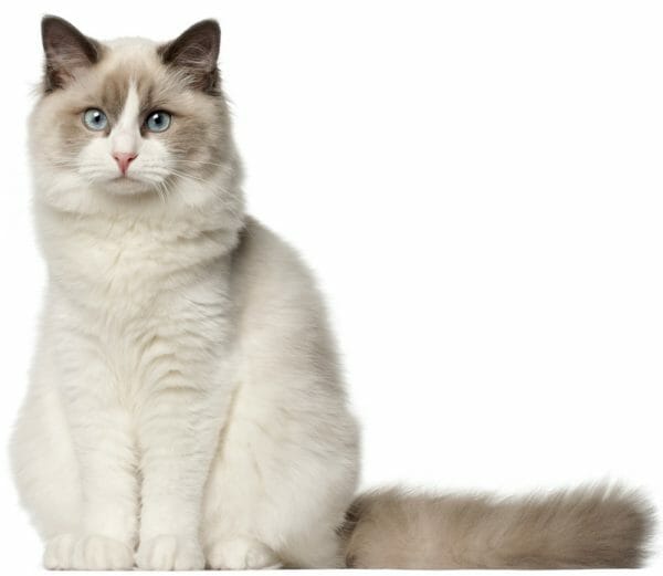 ragdoll cat - ragdoll cats - popular cat breed