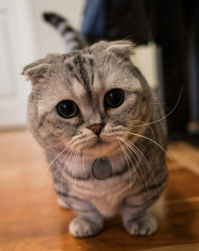 Munchkin Cat Munchkin Kitten Munchkin Cats and Kittens