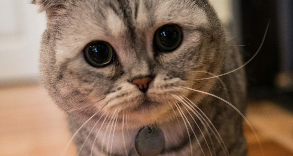 scottish fold munchkin cat