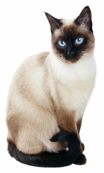 siamese cat - siamese cats - popular cat breed