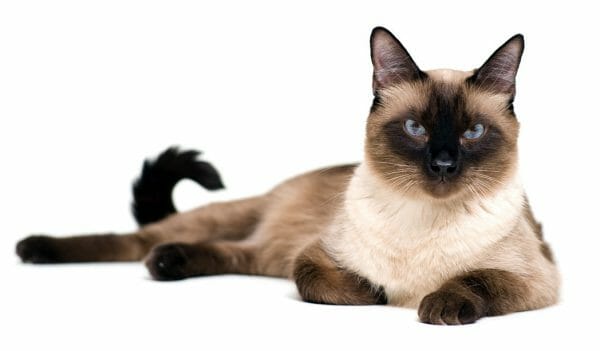 siamese cat amyloidosis - amyloidosis siamese cats