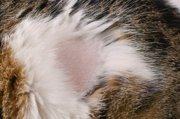 signs of hypothyroidism in cats - hypothyroidism in cats symptoms