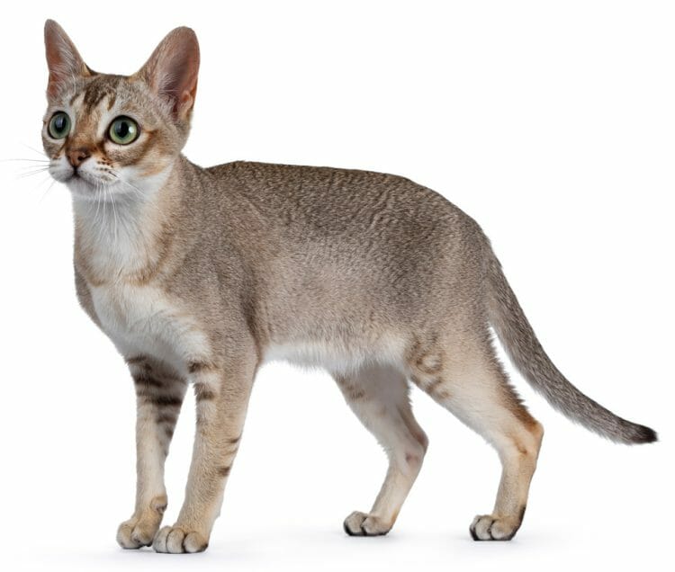 singapura cat price - singapura cat adoption