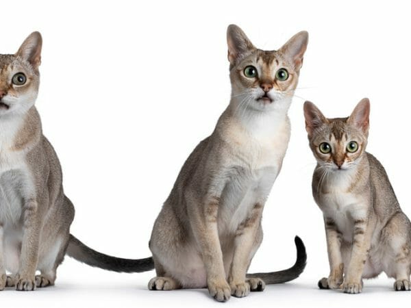 singapura cat - singapura cat size comparison