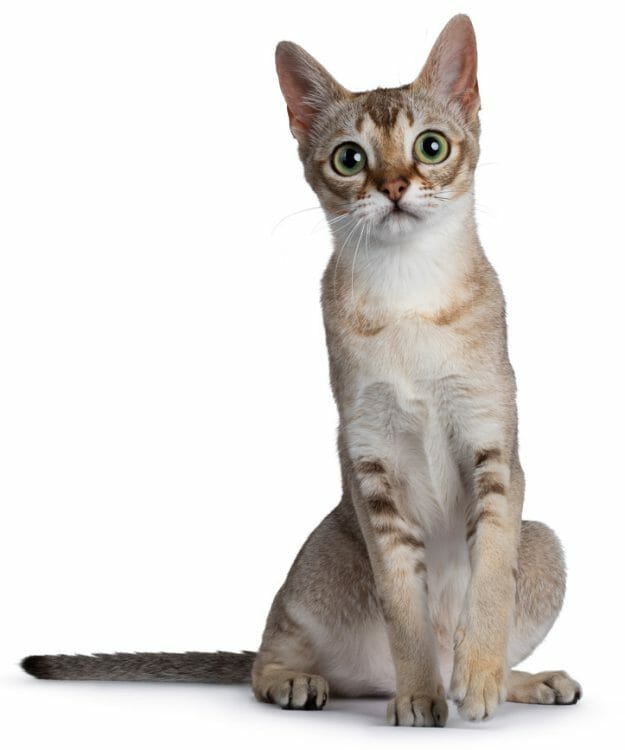 singapura cat size - singapura cat size comparison to house cat