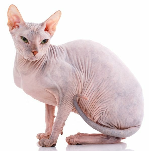 sphynx cat - sphynx