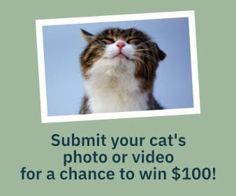 cat photo contest