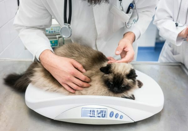 sudden weight loss in older cats - what causes sudden weight loss in cats