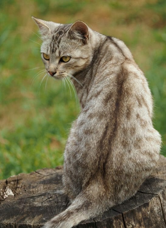 tabby cat pattern - rare tabby cat patterns