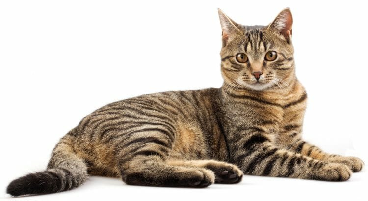 tabby cat stripes pattern - tabby cat stripe patterns
