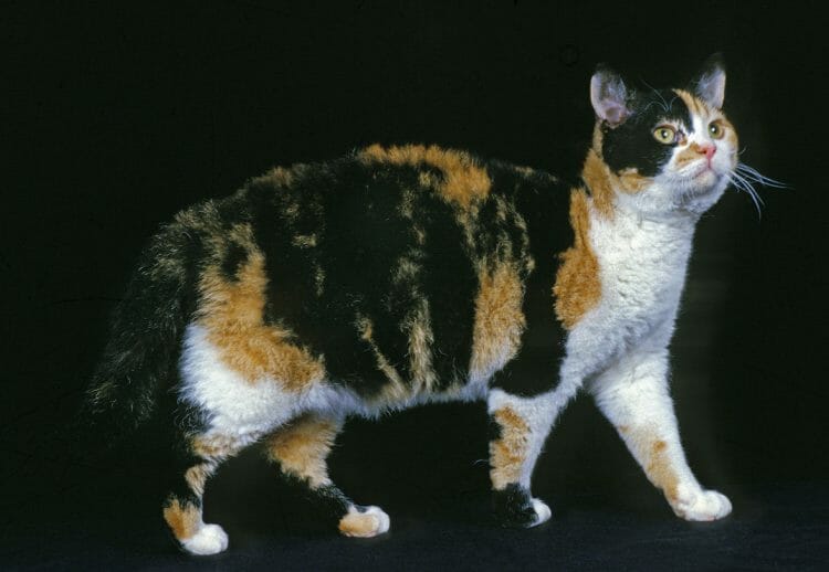 the american wirehair - american wirehair calico