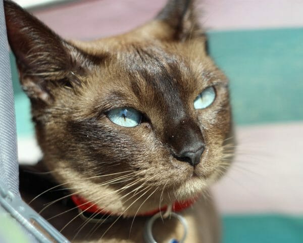 tonkinese - tonkinese colors