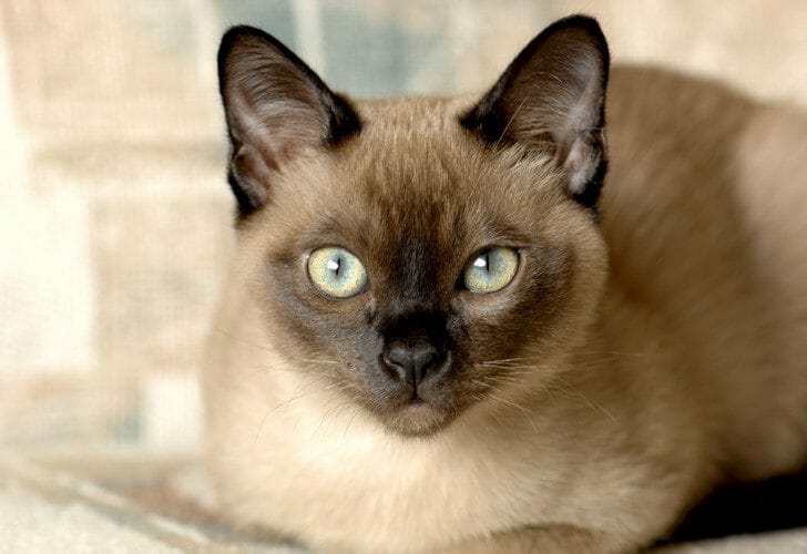 tonkinese cat - tonkinese cat personality